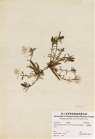 藏品(臺灣龍膽)的圖片